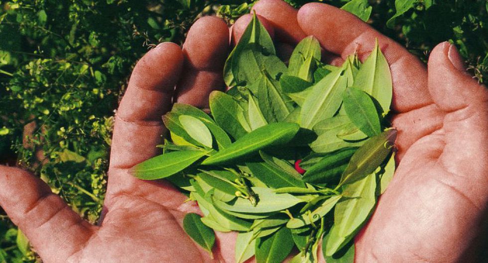 Perú Devida alerta que se produce más cocaína con igual cantidad de