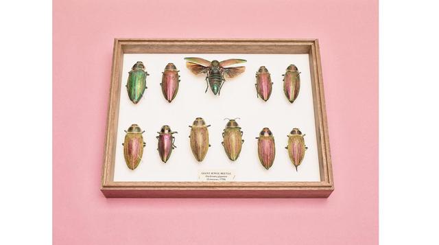 'Color y visión' – Felicity McCabe (Reino Unido), Profesional, Mundo Natural.