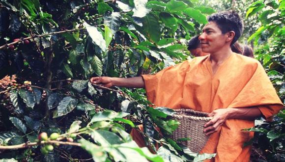 Según explicó el Minam, la intervención del proyecto Folur busca introducir modelos de producción de café y cacao sostenibles para reducir la deforestación y la degradación en la Amazonía noroccidental del Perú. Para ello, se fomentará el desarrollo de las economías locales. Foto: Minam.