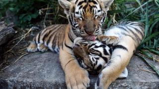 Nuevas crías de tigres en Bangladés renueva esperanza de población en extinción