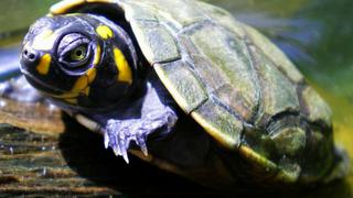 Liberan más de 6,000 crías de tortugas para repoblar la Amazonía peruana