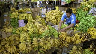 Colombia inicia erradicaciónde cultivos de plátano afectados por peligroso hongo