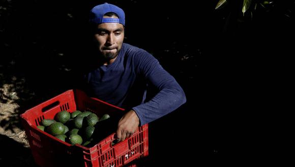 Un agricultor lleva una caja con aguacates en una plantación en el rancho del grupo aguacatero Los Cerritos en Ciudad Guzmán, estado de Jalisco, México, 10 de febrero de 2023. (Foto de ULISES RUIZ / AFP)