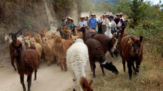 Repotenciarán crianza de alpacas en meseta andina de Piura para obtener fibra de calidad