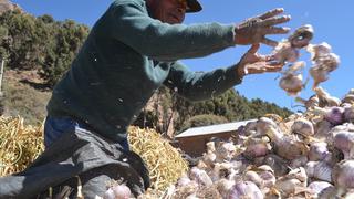 Agrobanco financiará con S/ 12 millones en créditos el sostenimiento y mejora de plantaciones 