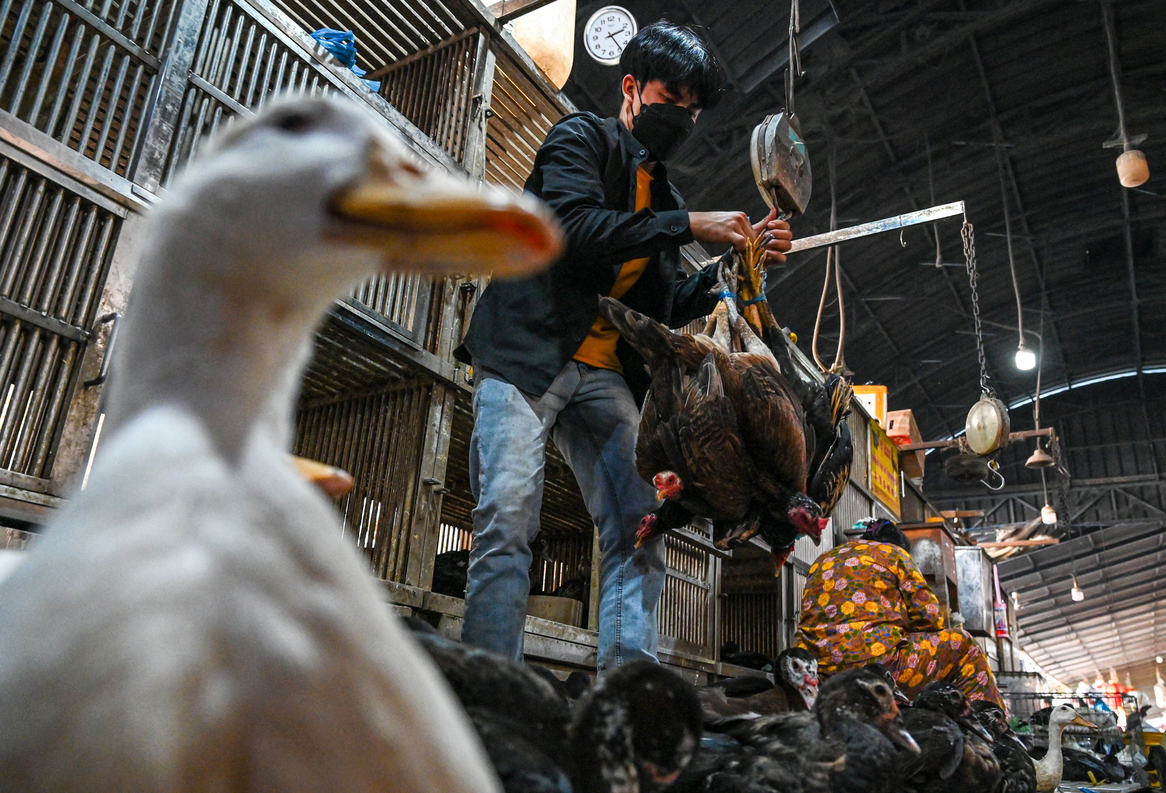 Avian flu may affect the supply of chicken in South America, according to PAHO