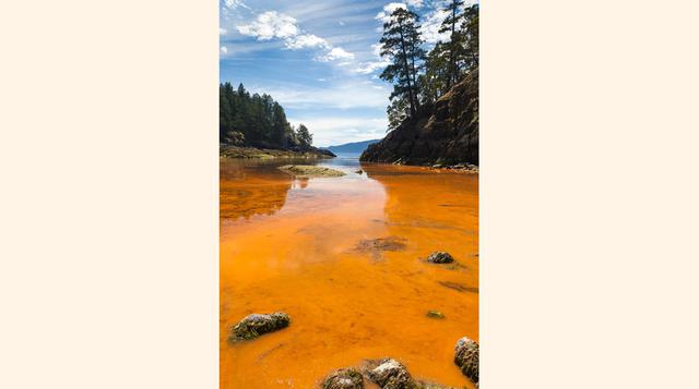 Marea Roja (Bahía de Vancouver, Canadá). La marea roja (aunque no siempre es roja, pero sí de colores cálidos) se produce por una excesiva proliferación de dinoflagelados (un tipo de microalgas) en los estuarios o el mar, y suele suceder durante el verano