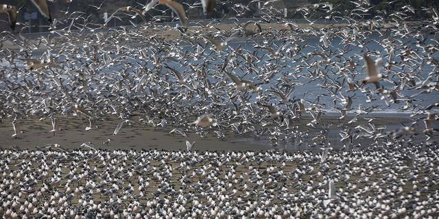FOTO 2 | En esta imagen, tomada el 24 de marzo de 2020, miles de pájaros llenan la playa de Agua Dulce, ahora casi vacía por el coronavirus, en Lima, Perú. Las aves comenzaron a llenar el arenal cuando el presidente, Martín Vizcarra, declaró el estado de emergencia y ordenó el confinamiento de la población para frenar la propagación del COVID-19, la enfermedad causada por el virus. Perú confirmó su primer caso de coronavirus el 6 de marzo. (AP Foto/Rodrigo Abd)