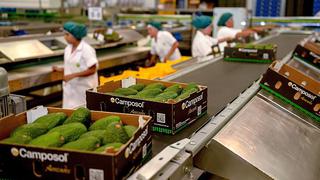 Palta peruana ya podrá ser exportada a Corea del Sur