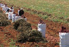 Mostajo: Mi Agro se enfocará en el pequeño productor