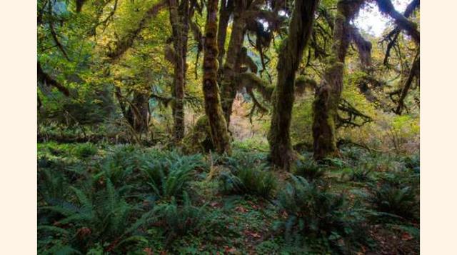 Bosque Nacional Olímpico, EE.UU. Este lugar, patrimonio de la Unesco, es famoso por sus árboles, que ya tienen unos cuantos años, y su fauna. Una parte del bosque se considera jungla debido a la alta cantidad de lluvia que cae en invierno, adornándolo ade