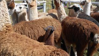 Invierten en mejorar valor genético de alpacas para beneficiar a pequeños productores