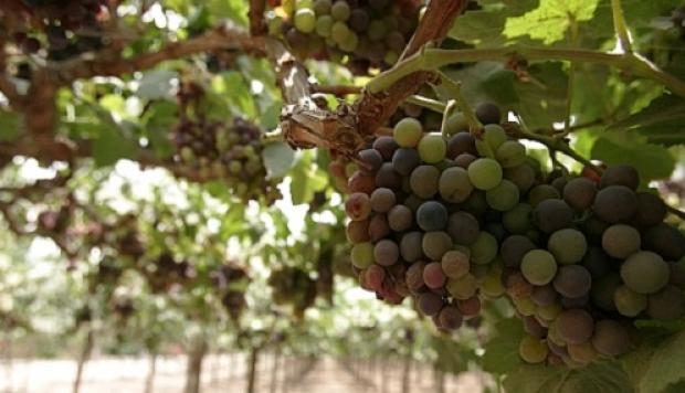 Uvas con insectos. (Foto: Difusión)