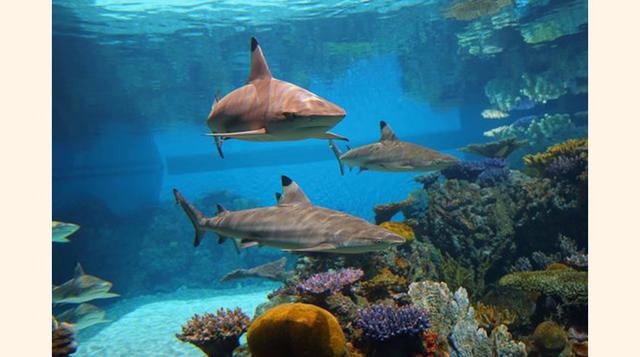 National Aquarium, Baltimore,  Baltimore, Maryland. “Experiencia interesante y placentera”