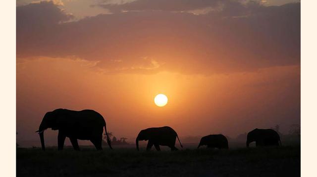 En la imagen, una manada de elefantes en el Parque Nacional de Amboseli (Kenia), el 25 de agosto del 2016.