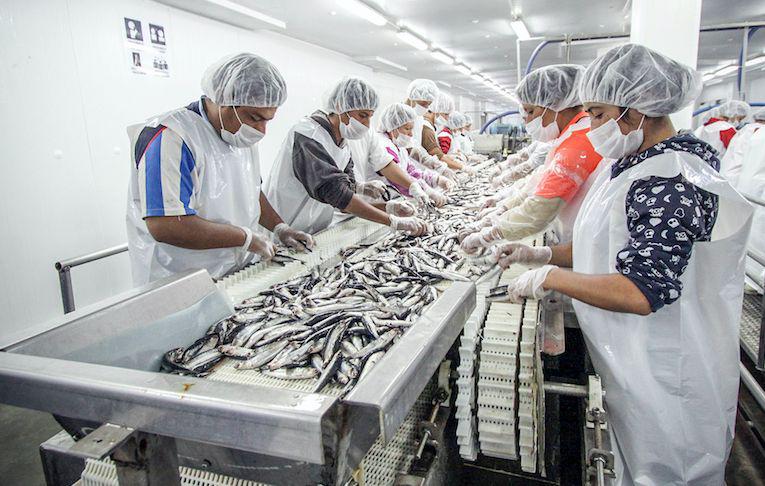 El subsector de manufactura primaria avanzó en 10.7% por la mayor actividad del procesamiento de productos pesqueros. (Foto: Difusión)