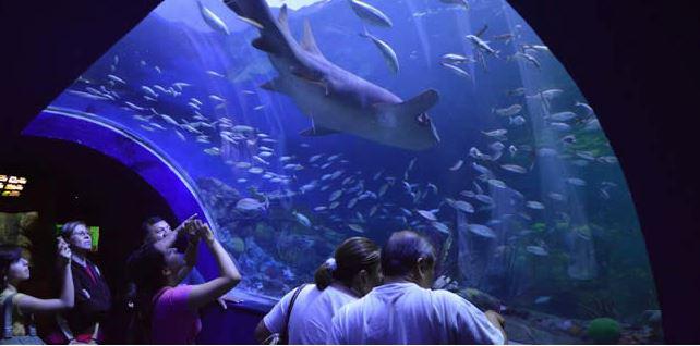 (Fuente: http://veracruzbello.com/acuario-de-veracruz/)