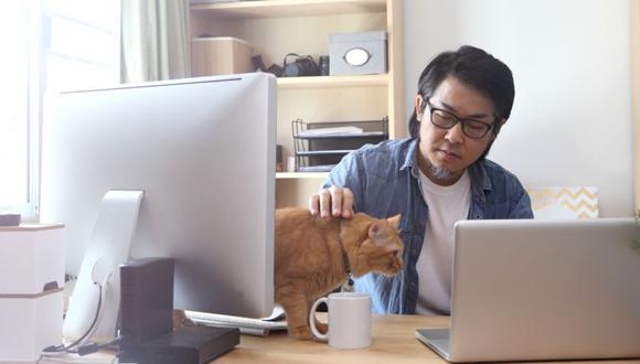 Por qué es una buena idea tener una mascota en la oficina? | ECONOMIA |  GESTIÓN