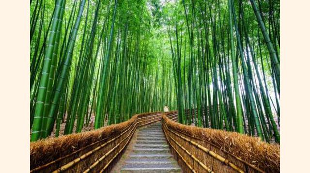 El Bosque De Bambú De Arashiyama, Japón. En Japón, el bambú es un símbolo que protege de los espíritus malignos, y este magnífico bosque de bambú es una de las atracciones más visitadas y fotografiadas del país. Muchos turistas no se quieren perder las pr