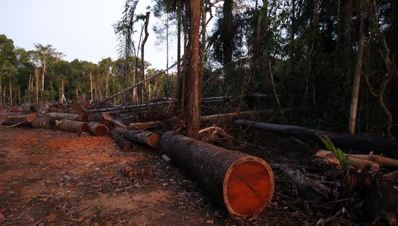 La medida busca combatir la tala ilegal. (Foto: USI)