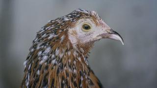 Cuándo y cómo se domesticaron los pollos