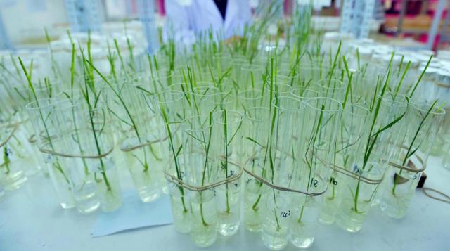 El trabajo genético en alimentos, bajo el sistema CRISPR-Cas9 está rindiendo frutos provechosos. Esta tecnología permite desarrollar alimentos naturales resistentes a enfermedades y sequías, conservando el sabor de sus congéneres del campo. (Foto: AFP).