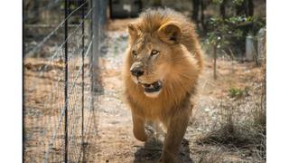 Liberados en Sudáfrica los 33 leones rescatados de circos de Perú y Colombia