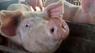 Gran Bretaña contratará carniceros extranjeros para evitar gran sacrificio de cerdos