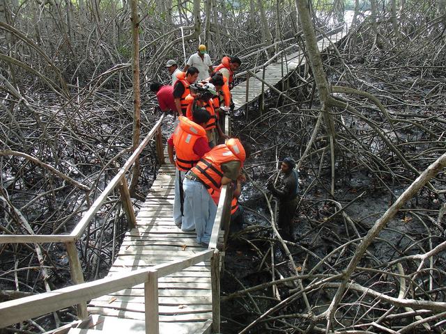FOTO 3 | Los Manglares de Tumbes, descanso costero
Es tierra de naturaleza y paz por su majestuoso bosque de manglar. Este Santuario Nacional es un destino perfecto para los viajeros que quieren escapar por unos días al norte del Perú y observar aves en todo su esplendor. Todo esto y más nos brindará un viaje a los famosos manglares que viven su mejor época en verano; ahí veremos además tortugas de gran tamaño, mamíferos como el zorro, el oso hormiguero y el osito del manglar.
Uno de las actividades imperdibles es la demostración de la extracción del cangrejo rojo, mientras se disfruta de un maravilloso paseo en bote o lancha por el área natural protegida.Existen 2 rutas para recorrerlo, una convencional y la otra especializada, con una duración de 2 y 5 horas, respectivamente. ¿Cómo llegar? El Santuario Nacional Los Manglares de Tumbes está a solo 30 minutos de la ciudad de Tumbes,