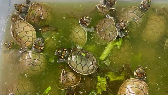 Unas crías de tortugas de río son transportadas en Iquitos, una ciudad de la selva amázonica en Perú, para ser liberadas como parte de un proyecto de conservación. Noviembre 4, 2021. (Foto: REUTERS/Alfredo Galarza)
