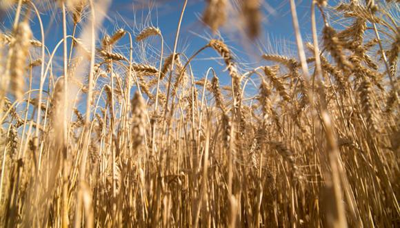 Se esperaba que Argentina produjera una cosecha récord de trigo después de que el Gobierno librara las exportaciones del cereal de un aumento de impuestos.
