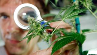 Colombia apunta al cannabis medicinal como un impulsor de las exportaciones