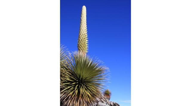 El Parque presenta un amplio espectro de microclimas, lo que ayuda a la coexistencia de diversos tipos de vegetación. En esta diversidad florística, destaca la puya Raymondi, uno de los objetos de conservación del parque.  (Foto: Wust Ediciones/ Sernamp)