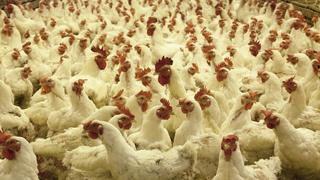 Suiza prohíbe el triturado de pollos vivos, habitual en industria alimentaria