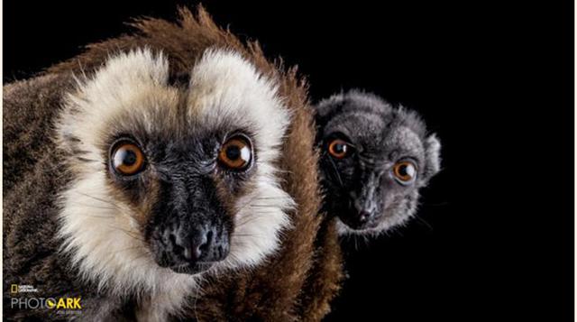 Una selección más amplia de especies aparecerá en un número especial de National Geographic en noviembre. (Foto: bbc)