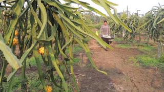 Exportadores ecuatorianos de pitahaya apuntan a mercado peruano