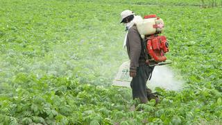 BCR: Área sembrada para campaña agrícola 2018 aumenta en 6,5%