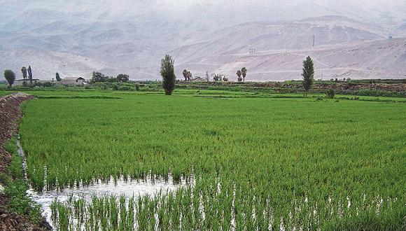 Arroz. El cultivo de arroz podría ver retrasado su proceso debido a bajas temperaturas, prevé el Senamhi. (Foto: GEC)