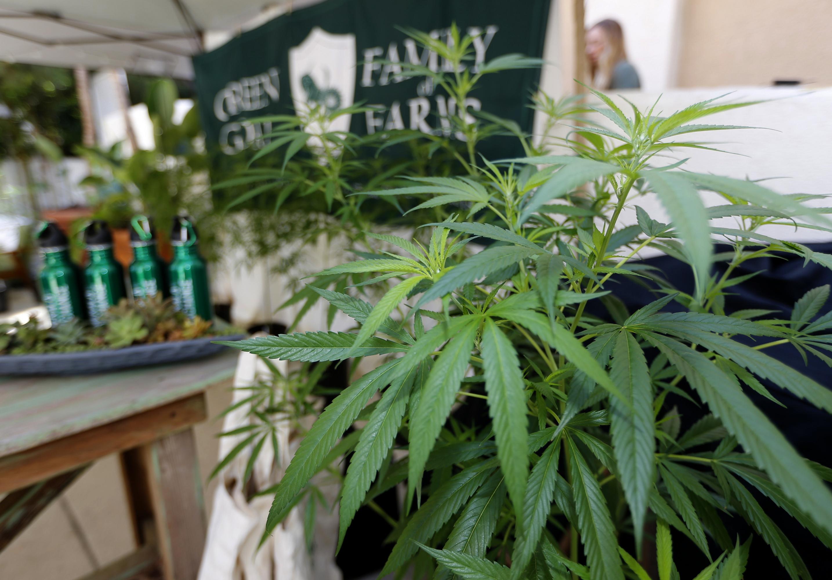 California se ha sumado a una lista de otros estados y la capital, Washington DC, donde está autorizada la venta de marihuana con fines recreativos. (Foto: AP)