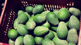 Perú en camino de posicionarse como el primer exportador de palta hass del mundo