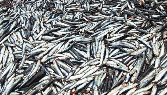 El Produce había establecido una cuota de preliminar de 400,000 toneladas para la segunda temporada de pesca de la anchoveta. (Foto: El Comercio)