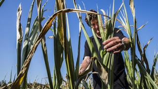 El maíz y el trigo tocan mínimos de varias semanas en EE.UU. ante preocupación por las exportaciones