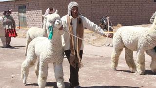 Clonar alpacas, la próxima meta de la universidad más antigua de América