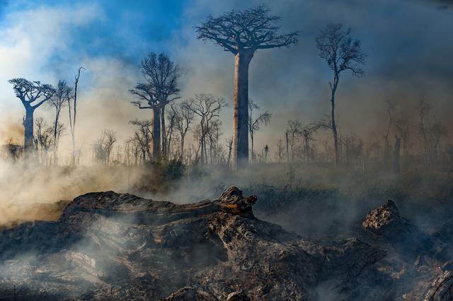 Más de la mitad (60%) de territorios selváticos de Madagascar ha sido convertido en tierras de cultivo en los últimos 10 años, según un reciente informe del Centro Nacional de Investigaciones Medioambientales de Antananarivo. Fuera de los límites de los parques nacionales, los agricultores son los principales gestores de las tierras. La fuerte demanda de algunos recursos valiosos es la causa principal de la deforestación. (Foto: Jeff Wilson)