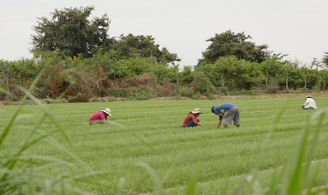 La principal región productora de arroz cáscara en el 2016 fue San Martín con 22% de participación. Le siguieron las regiones de Piura (19%), Lambayeque (13%), La Libertad (11%) y Amazonas (10%).