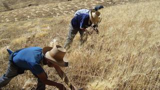 Producción agropecuaria peruana creció 3.8% entre enero y mayo este año