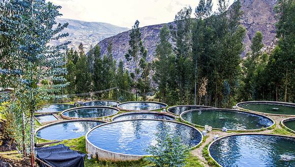 Sector acuícola en Perú está menos desarrollado que en Ecuador y Chile.