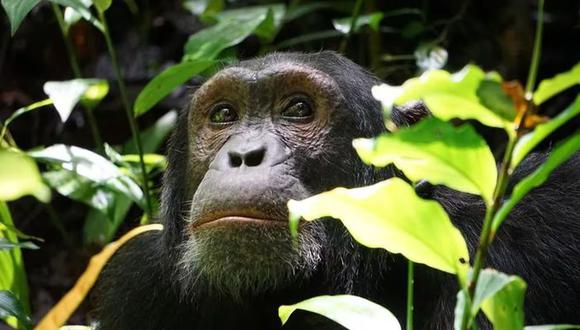Los investigadores constataron que entre 2007 y 2016, casi la mitad de los lugares habían experimentado temperaturas superiores a la media, y que los chimpancés orientales (Pan troglodytes schweinfurthii) habían aguantado las temperaturas más extremas. (Foto: difusión)