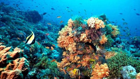 Los arrecifes coralinos son un depósito natural de carbono. (Foto: EFE).