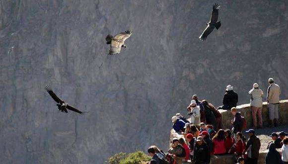 Observar el planeo de los cóndores es el motivo de viaje al Cañón del Colca en Arequipa (Foto: Cañón del Colca)